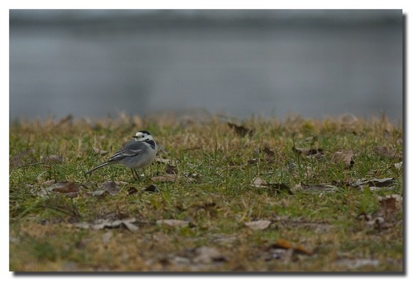 ballerina bianca - Motacilla alba